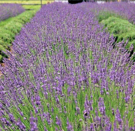 Phenomenal Lavender Live Plant - Healthy Starter, Easy-to-Grow Perennial Herb, Lavandula angustifolia
