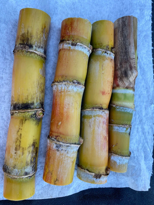 Sugarcane Buds - Fresh Cut Heirloom - Ready to Plant - 4+ Buds - Florida Grown