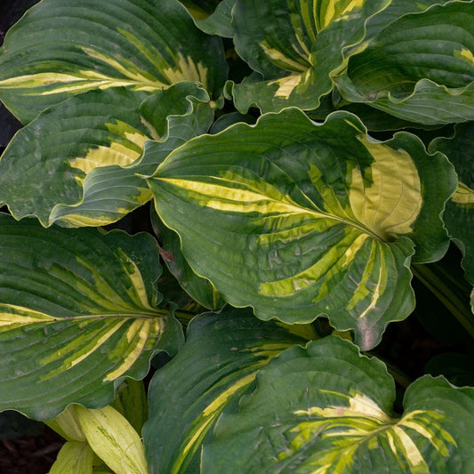 Hosta Plant in 5.25" Pot - Lakeside Paisley Print - Well Rooted Perennial for Shade - Unique Foliage