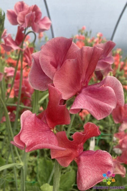 Sweet Pea Seeds - 50 MM - Heirloom Variety - Lathyrus odoratus - USA - Garden Planting