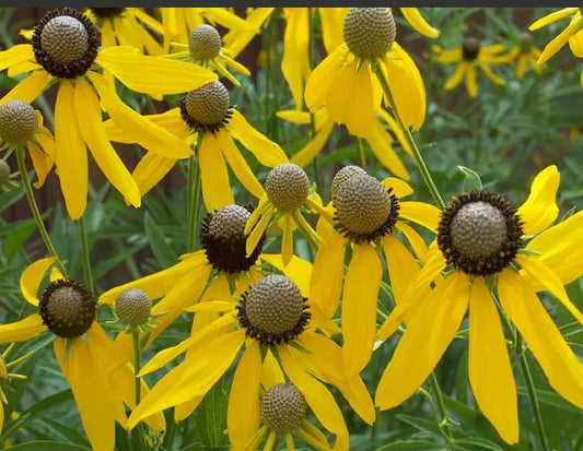 Coneflower Seeds - 500 Non-GMO Grey-Headed Perennial - Early Blooms for Pollinators & Bees - Echinacea atrorubens