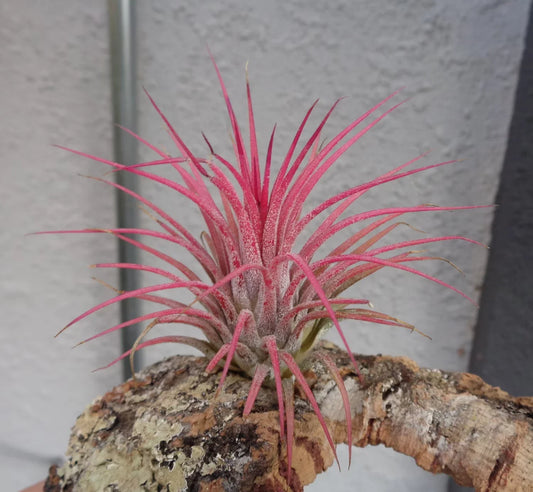 Tillandsia Ionantha Guatemala Air Plants - Small Green Succulent Tillandsia for Home Decor and Indoor Gardening