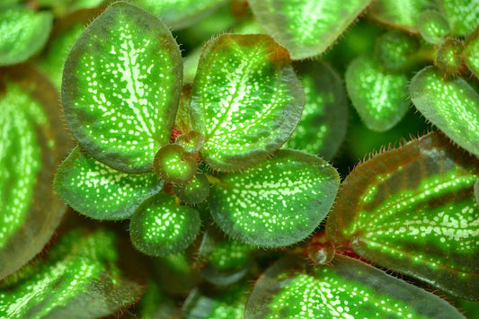 Rare Sonerila species White Galaxy Terrarium Plant - Melastome, Unique Indoor Plant for Collectors