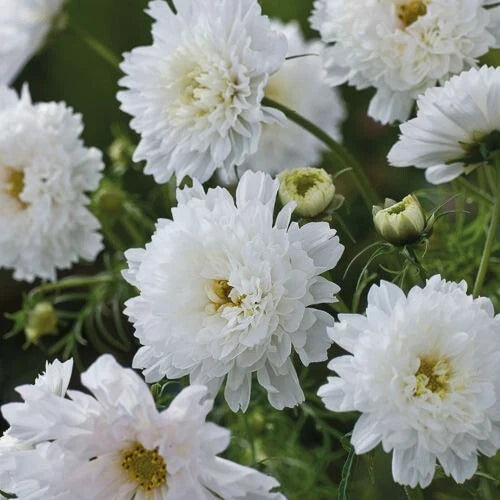 Double Click Snow Puff Cosmos Seeds - 200+ Count - Garden Flower Seeds - Cosmos bipinnatus - USA, Free Shipping