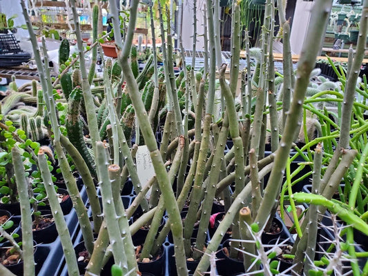 Rooted Cutting Alluaudia dumosa - Madagascar Succulent Plant - Unique Desert Flora