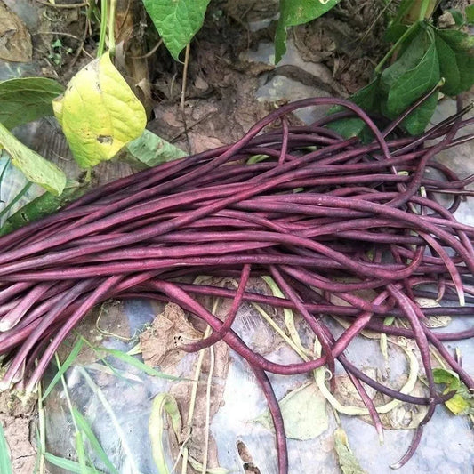 Purple-Red Yard Long Bean Seeds - 15+ Asian Chinese Noodle Bean - Vigna unguiculata