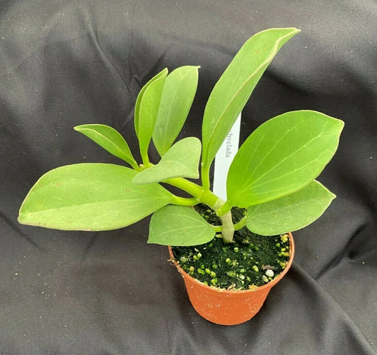 Hoya Pachyclada Plant in 2.5" Pot | Rooted Hoya Variety | Indoor Houseplant