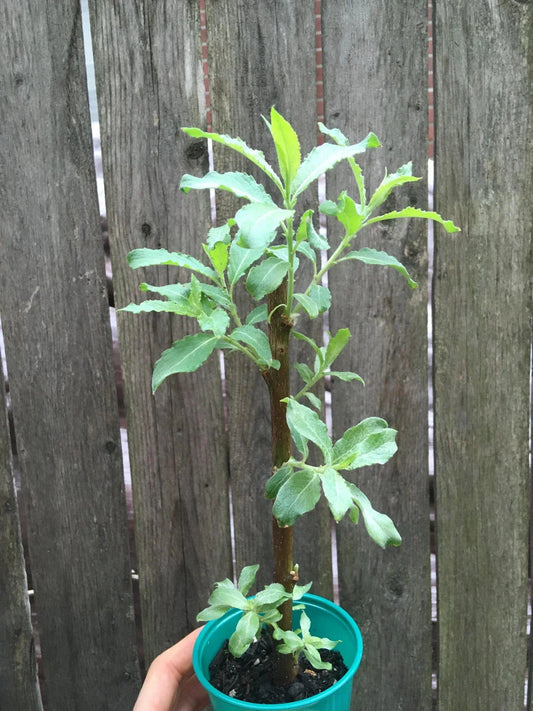 Pussy Willow Live Tree - Well Rooted Ready to Plant - Beautiful Easter Willow - Salix