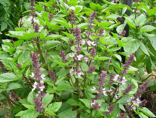 500 Anise Persian Basil Seeds - Ocimum basilicum - Black Licorice Flavor Culinary Herb for Gardening