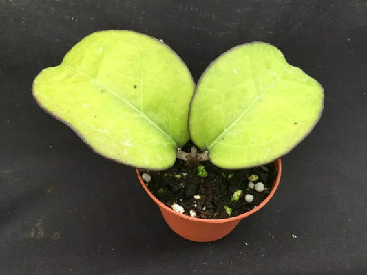 Hoya Plant 3" Pot Rare Hoya vitellina Rooted Indoor Houseplant