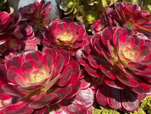 Aeonium Medusa Succulent Cutting or Rooted Plant - Pink to Purple Variegated - Easy Care Houseplant