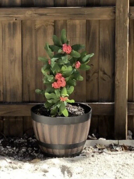 Crown of Thorns Cutting 4"-5" Big Red Flowers Euphorbia milii