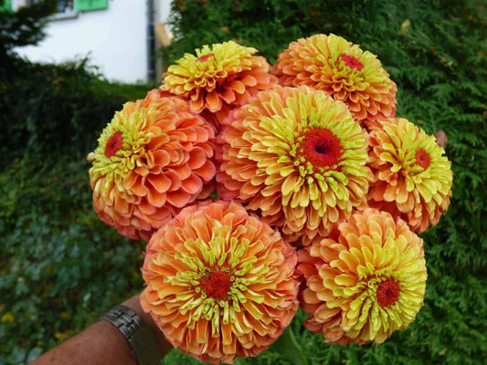 Queen Lime Orange Zinnia Seeds - 100+ Pack for Garden Planting - Zinnia elegans - USA Grown, Free Shipping
