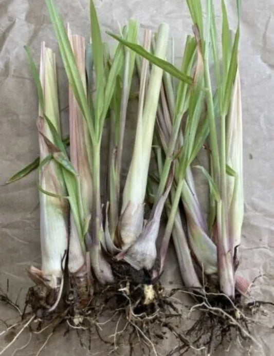 Lemongrass Plant Bare Root - Cymbopogon - Easy to Grow Herb - 5 Pack