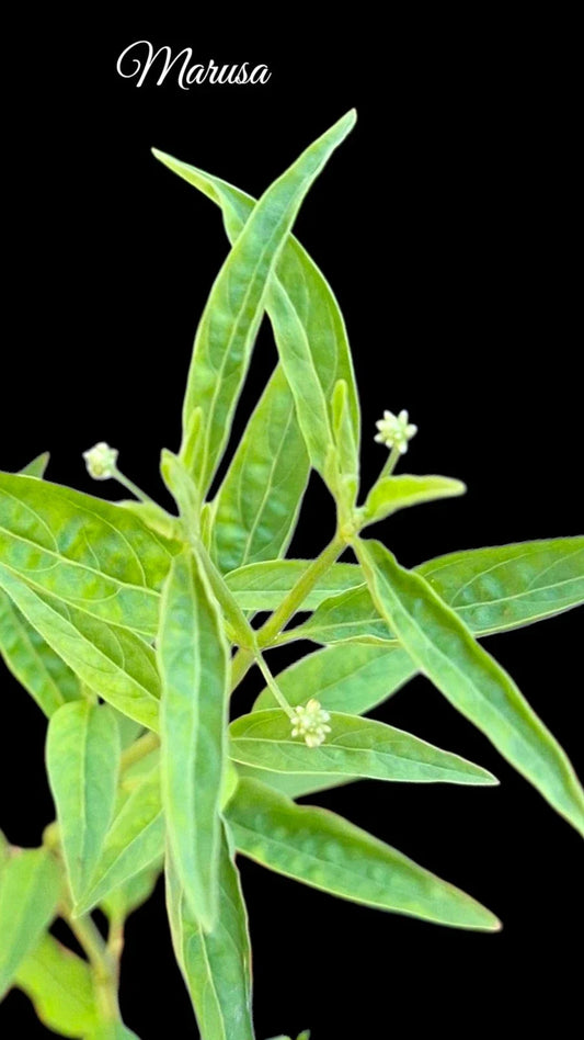 Rare Marusa Plant - Live Amazonian Master Plant - Pfaffia iresinoides - Unique Tropical Variety