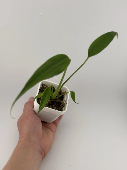 Monstera Burle Marx Flame Starter Plant - 3 Inch Pot, Fully-Rooted, Indoor Tropical Plant, Monstera adansonii