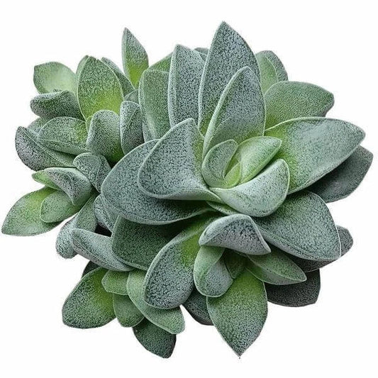 Crassula Morgans Beauty Succulent Plant - 2'' or 4'' Size - Hardy Indoor/Outdoor Succulent - Ideal for Home Decor