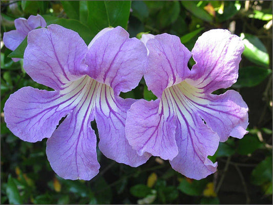 Organic Live Violet Trumpet Vine Cuttings - Clytostoma Callistegioides - USA Grown, Healthy Plants for Gardens and Landscaping