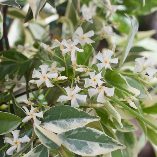 Variegated Confederate Jasmine Starter Plant - Trachelospermum jasminoides - Rooted, Indoor/Outdoor Climbing Vine