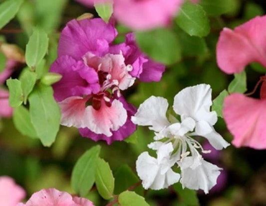 Clarkia Flower Seeds - 100 Fresh Seeds - Pink, Lavender, White - Annual Flower Seeds (Clarkia spp.) - Free Shipping