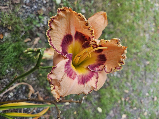 Daylily Plant - Rainbow Rhythm (King of Ages) - Hemerocallis spp. - Colorful Perennial Flower for Garden Landscaping