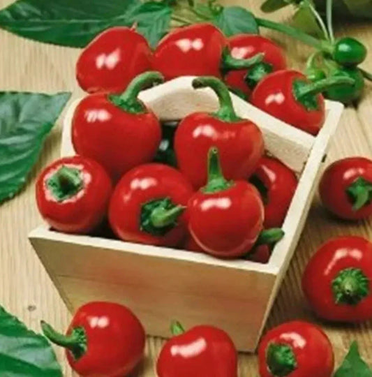 Large Red Cherry Hot Pepper Seeds - 100+ Seeds, 3000-5000 Scoville - Capsicum annuum