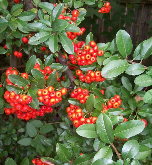 Victory Pyracantha Seeds, Climbing Firethorn Bush, 30+ Seeds, Outdoor Garden Plant, Pyracantha coccinea