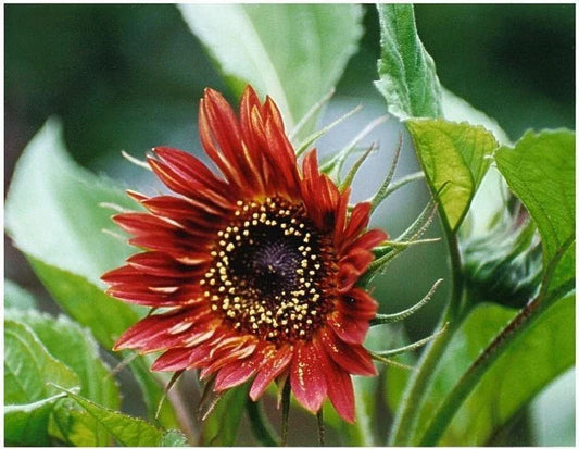 Sunflower Seeds - Velvet Queen Red - 30 Seeds - Helianthus annuus - Vibrant Blooms - Made in USA