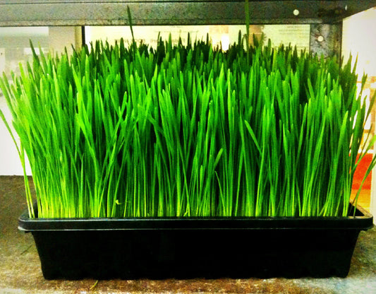 Wheatgrass Seeds 1/2 lb - Cat Grass for Cats - GroCo Wheat Grass (Triticum aestivum)
