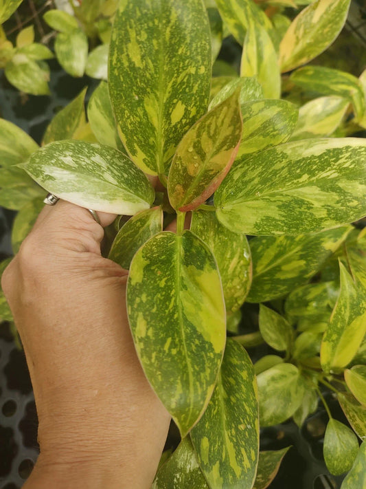 Philodendron Green Congo Variegated Plant Plug - Well Rooted - Philodendron 'Green Congo'