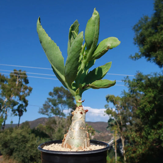Cyphostemma juttae Cactus Plant | Live Succulent | Unique Desert Variety | Drought-Tolerant Houseplant