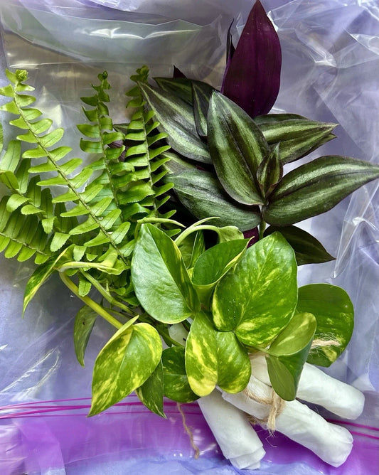 Plant Cutting Variety Pack - 15 Rooted Cuttings - Assorted Colors and Varieties - Ideal for Home Gardening and Propagation