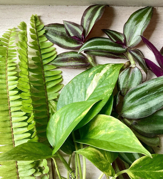 Rooted Plant Cuttings - 15 Pothos, Ferns, Wandering Jew - Ideal for Indoor Gardens and Home Decor