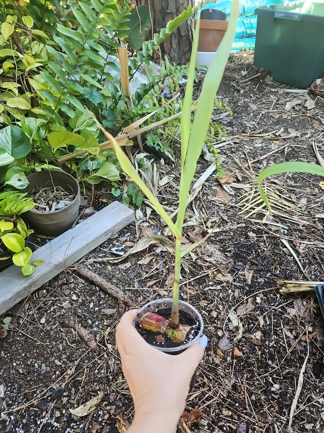 Hilo Buddha Belly Sugarcane Plant - Variegated Organic Starter Plant (Saccharum officinarum)