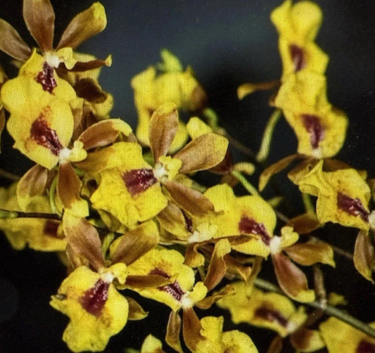 Orchid Plant 2in Pot Oncidesa Hwuluduen Chameleon - Unique Colorful Hybrid Orchid