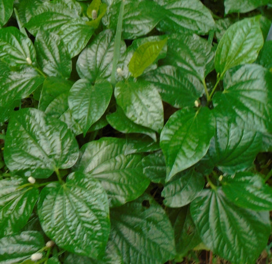 Natural Betel Leaves Stems 4" to 6" - Lá lốt, Lolot, Piper, Texas