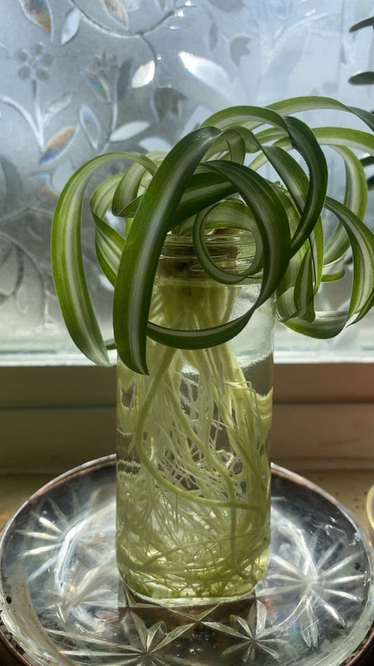 Spider Plants - Curly Baby Cuts - Live Plants - Healthy Bonnie Variety - Chlorophytum comosum