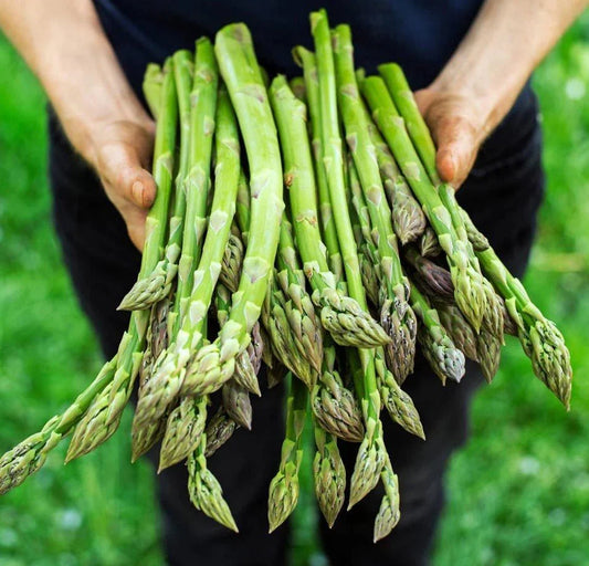 Asparagus Seeds - 100+ Non-GMO Heirloom Organic - Mary Washington (Asparagus officinalis)