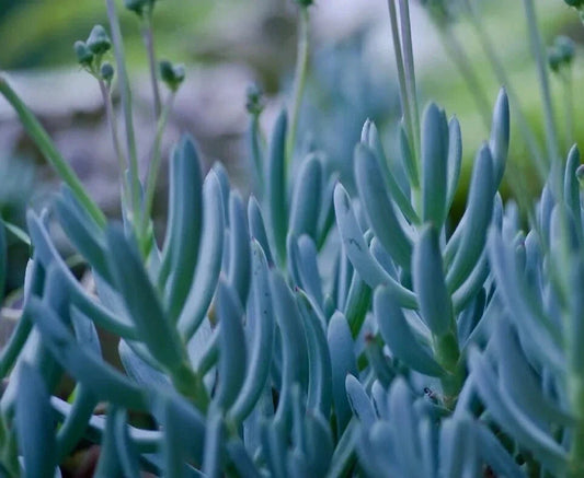 Rare Blue Chalk Sticks Succulent Cutting - Unrooted Live Plant - Senecio serpens - Indoor Outdoor Decor
