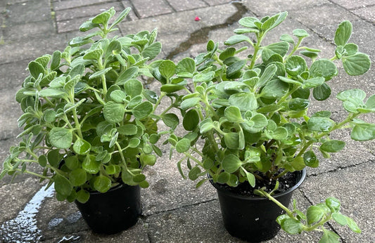 Vicks Plant Starter in 4” Pot, Plectranthus Tomentosa, Fully Rooted Aromatic Herb for Home or Garden