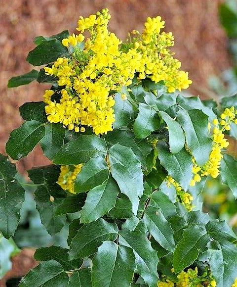 Oregon Grape Holly Seeds, 51 Count, Mahonia aquifolium, Native Wildflower, USA Seller