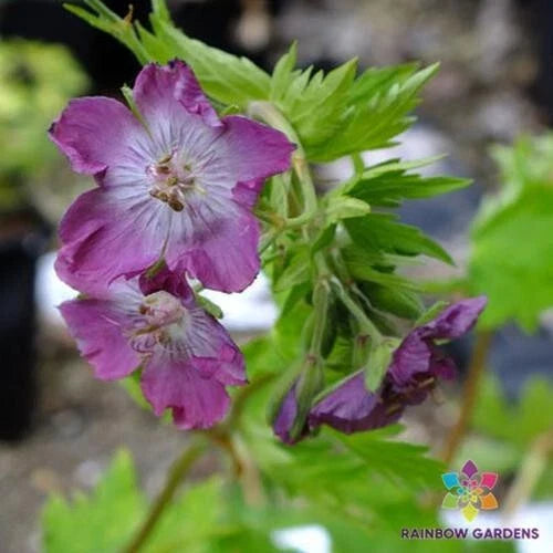Mottisfont Rose Geranium Seeds - 25+ Seeds for Garden Planting - Pelargonium 'Mottisfont' - USA Shipping