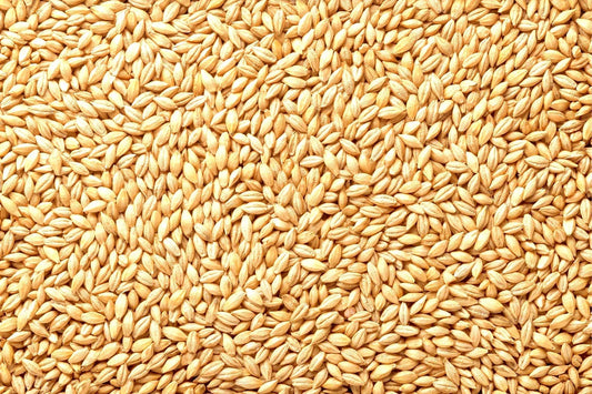 Whole Barley Seeds | 1 lb | All Natural for Juicing, Malt Brewing, Beer Making | Hordeum vulgare