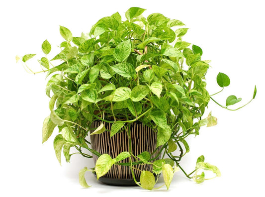 Pothos Plant Cutting, 2 Live Rooted Plants 4''-6'', Epipremnum aureum, Indoor Houseplant, Easy Care Greenery