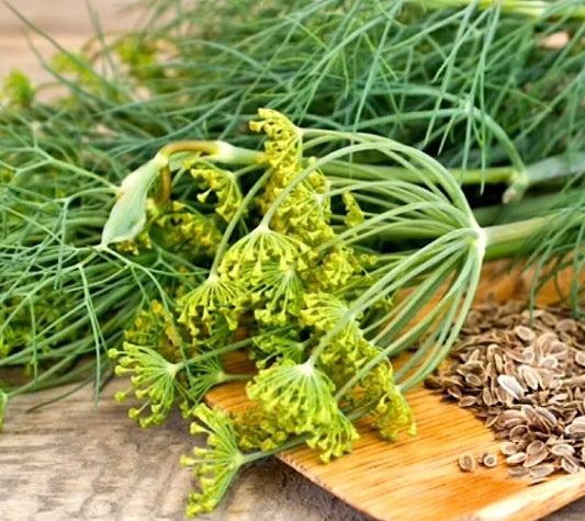 Dukat Dill Seeds | 500+ Heirloom Non-GMO Seeds | Anethum graveolens | Free Shipping USA