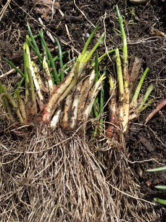 Chives Bulbs 100+ Deer Resistant Purple Flower Herb Allium Schoenoprasum Organic Vermont Raised Beds