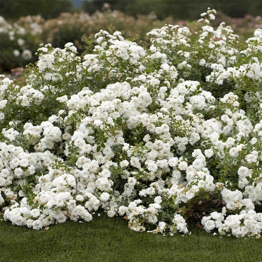 Rosa 'Icy Drift' Shrub Rose Cuttings - 6 Pieces - Groundcover Variety - Hardy Perennial