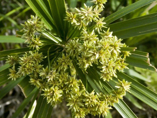 Lovage Seeds - Herb Garden Seeds - Levisticum Officinale - Shipped with Tracking