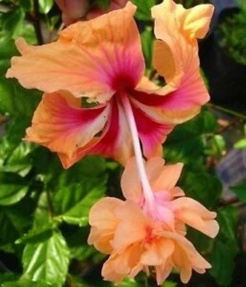 Peach Lion's Tail Tropical Hibiscus Plant - Well Rooted Pom Pom Poodle - Ideal for Gardens (Hibiscus rosa-sinensis)