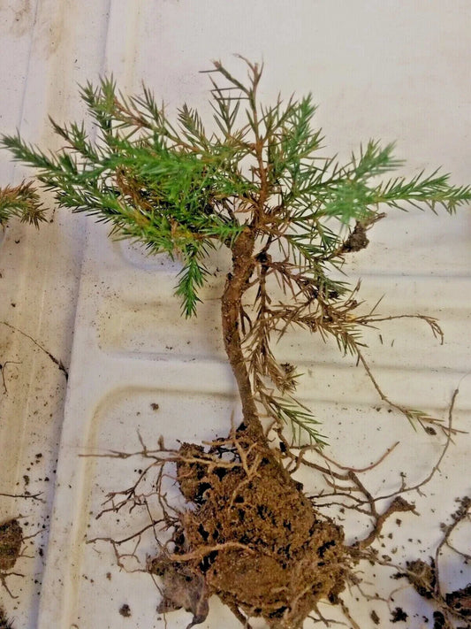 Eastern Red Cedar Pre-Bonsai Tree, Hardy Redcedar, Juniperus virginiana, 4-inch Pot